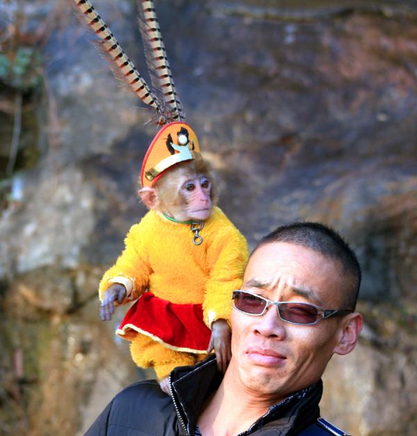 【今日吐槽8.7】狒狒盗窃团VS大师兄910 / 作者:结局、丆過如此 / 帖子ID:94012