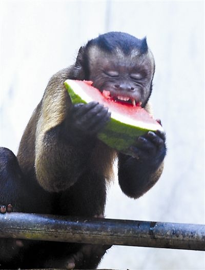 【今日吐槽8.7】狒狒盗窃团VS大师兄894 / 作者:结局、丆過如此 / 帖子ID:94012