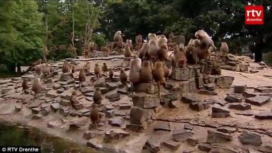 【今日吐槽8.7】狒狒盗窃团VS大师兄366 / 作者:结局、丆過如此 / 帖子ID:94012