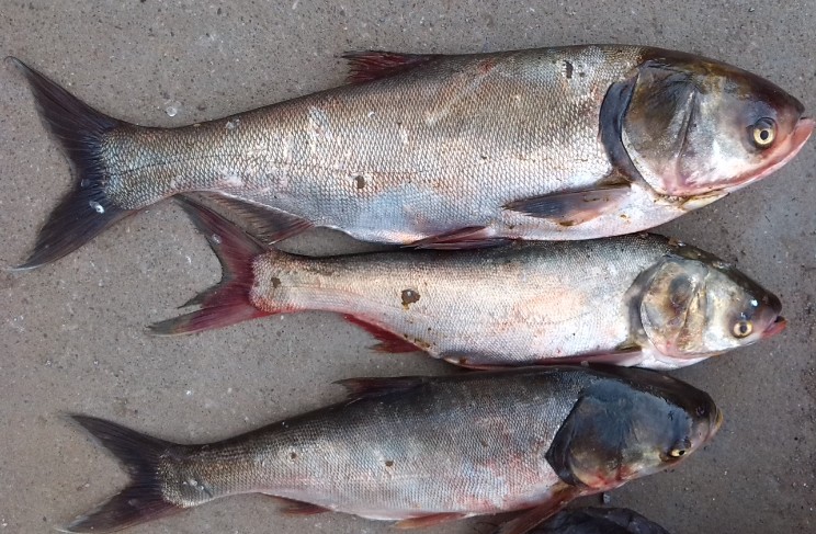 今天钓的连柺鱼850 / 作者:斌哥 / 帖子ID:94044