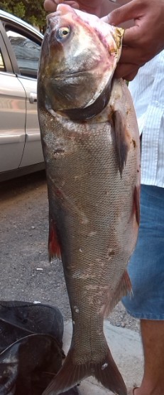 今天钓的连柺鱼112 / 作者:斌哥 / 帖子ID:94044