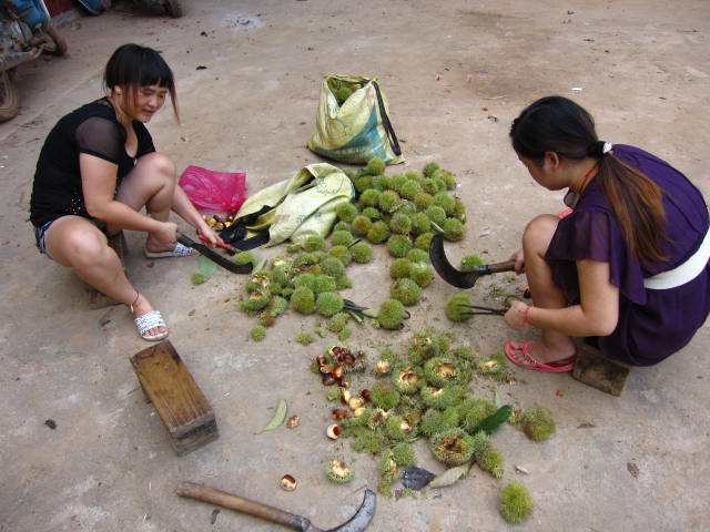岭尾土鸡岭尾鱼 自己动手敲板栗—— 小谈恭城的农家乐665 / 作者:北辰 / 帖子ID:94867