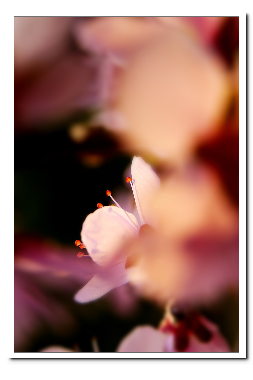 花开的时光518 / 作者:195 / 帖子ID:95610