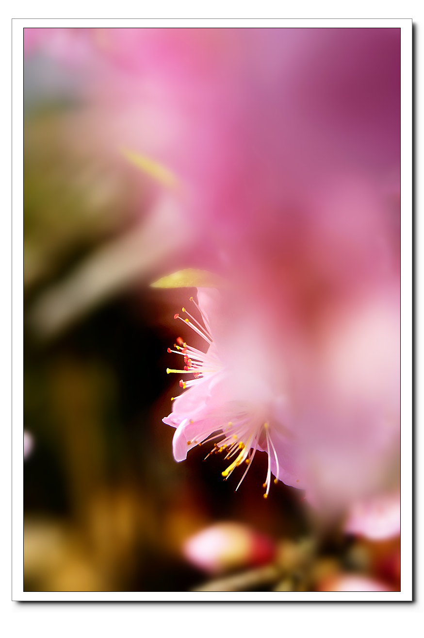 花开的时光134 / 作者:195 / 帖子ID:95610