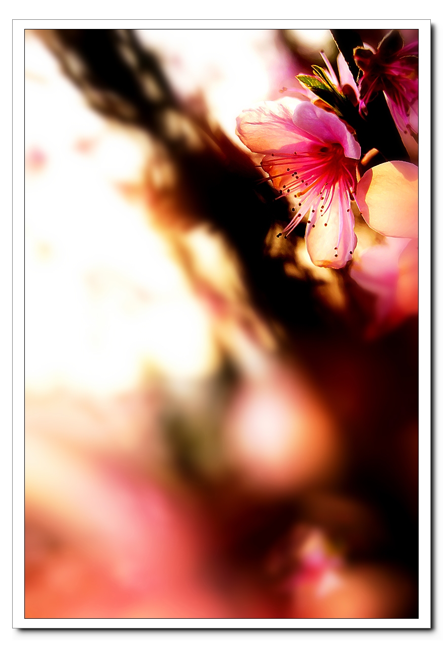 花开的时光812 / 作者:195 / 帖子ID:95610