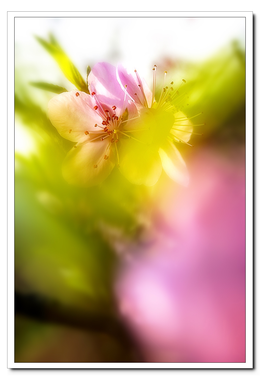 花开的时光38 / 作者:195 / 帖子ID:95610