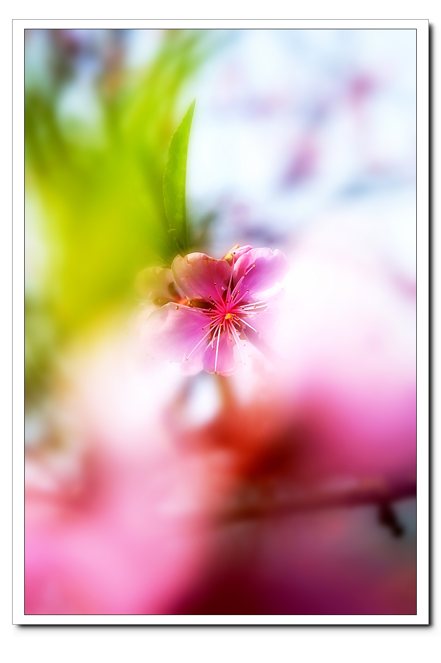 花开的时光76 / 作者:195 / 帖子ID:95610
