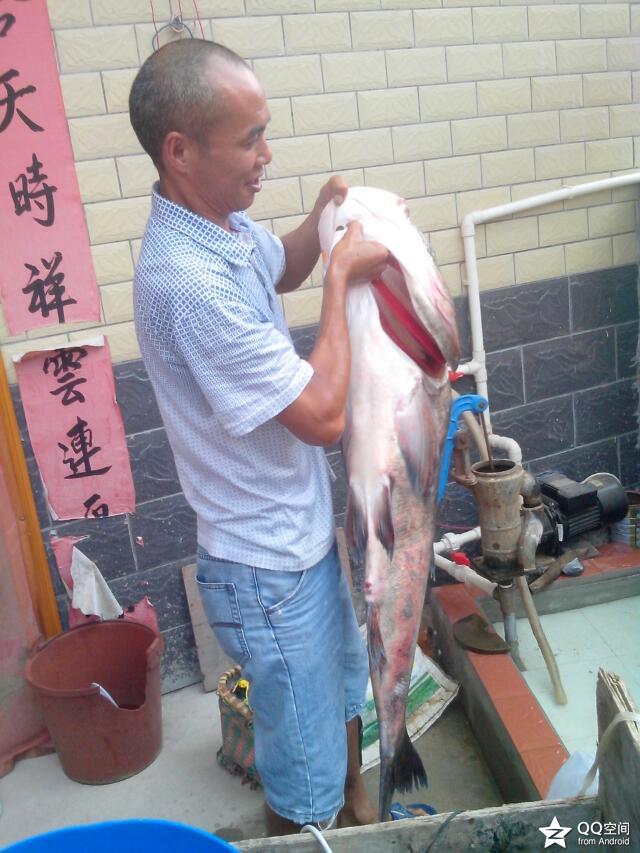 好大的鱼596 / 作者:づ夏沫╃烟雨 / 帖子ID:96002