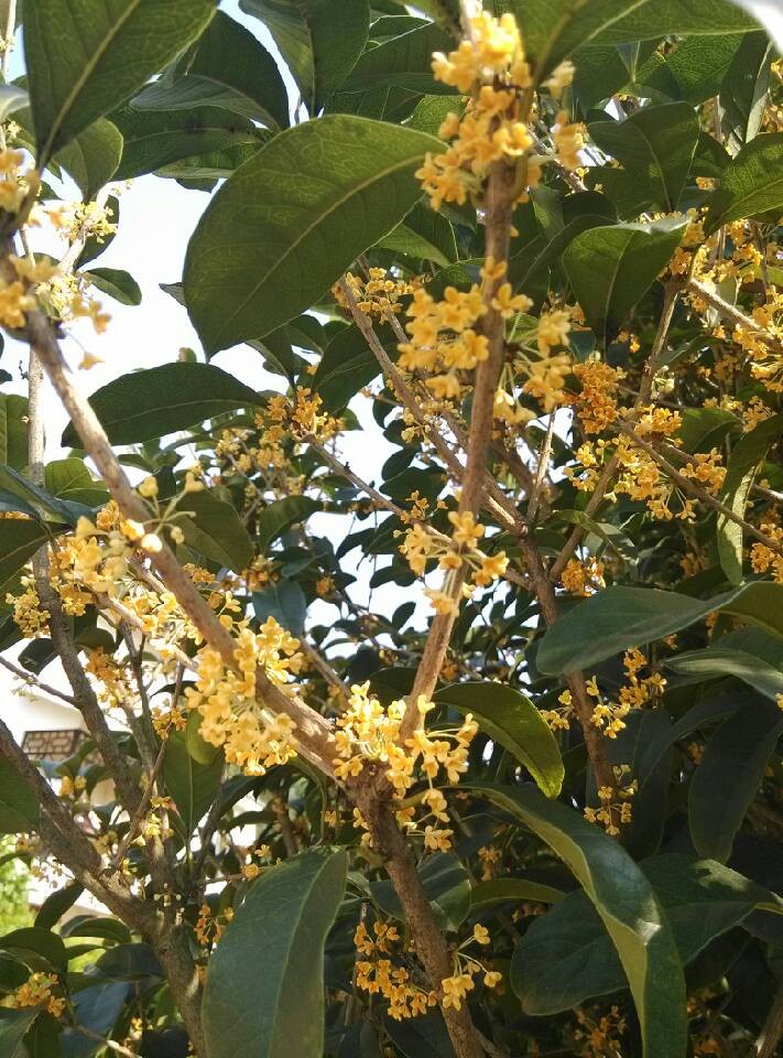 恭城街又闻桂花香138 / 作者:火星娃崽 / 帖子ID:96265