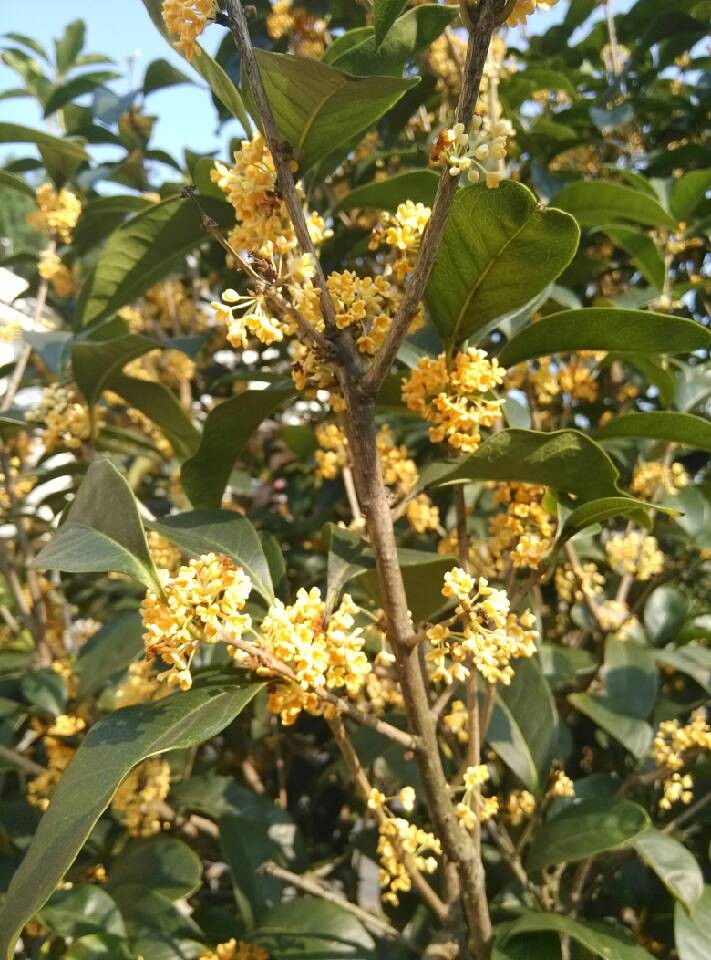 恭城街又闻桂花香653 / 作者:火星娃崽 / 帖子ID:96265