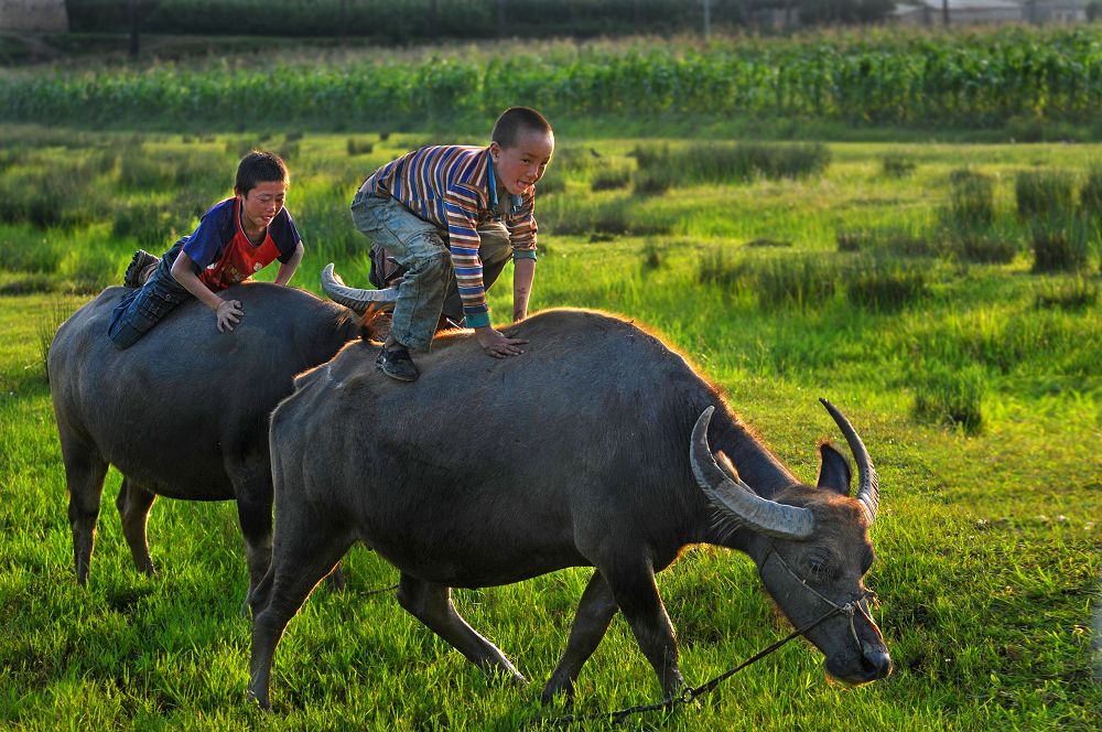 唱恭城童谣，猜其中谜语548 / 作者:行者 / 帖子ID:96272