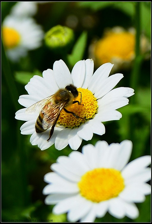 D800试拍花虫草112 / 作者:新乐文化传媒 / 帖子ID:96516