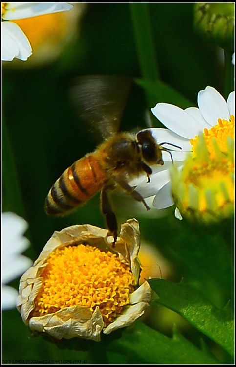 D800试拍花虫草724 / 作者:新乐文化传媒 / 帖子ID:96516