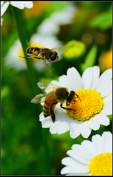 D800试拍花虫草551 / 作者:新乐文化传媒 / 帖子ID:96516