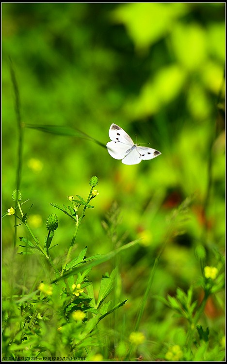 D800试拍花虫草985 / 作者:新乐文化传媒 / 帖子ID:96516