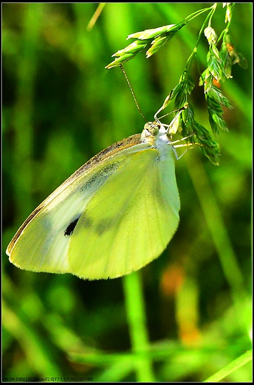 D800试拍花虫草413 / 作者:新乐文化传媒 / 帖子ID:96516