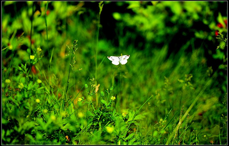 D800试拍花虫草793 / 作者:新乐文化传媒 / 帖子ID:96516