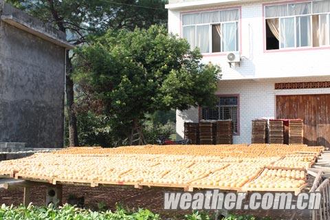 恭城晴好干燥天 柿饼加工迎来高峰68 / 作者:茶城路人 / 帖子ID:96582