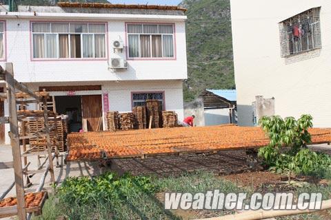 恭城晴好干燥天 柿饼加工迎来高峰969 / 作者:茶城路人 / 帖子ID:96582