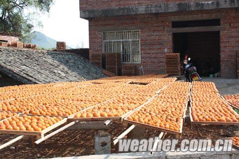 恭城晴好干燥天 柿饼加工迎来高峰16 / 作者:茶城路人 / 帖子ID:96582