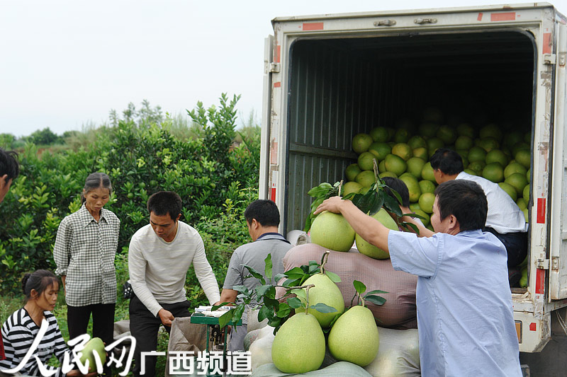 水果丰收引客来5 / 作者:茶城路人 / 帖子ID:96584