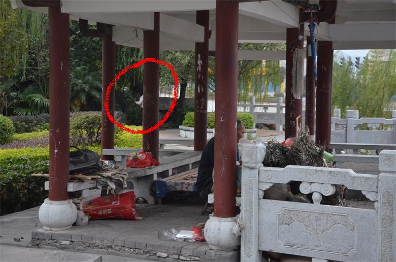 【关注恭城文明建设】把家安于此，妥否？449 / 作者:北辰 / 帖子ID:96806