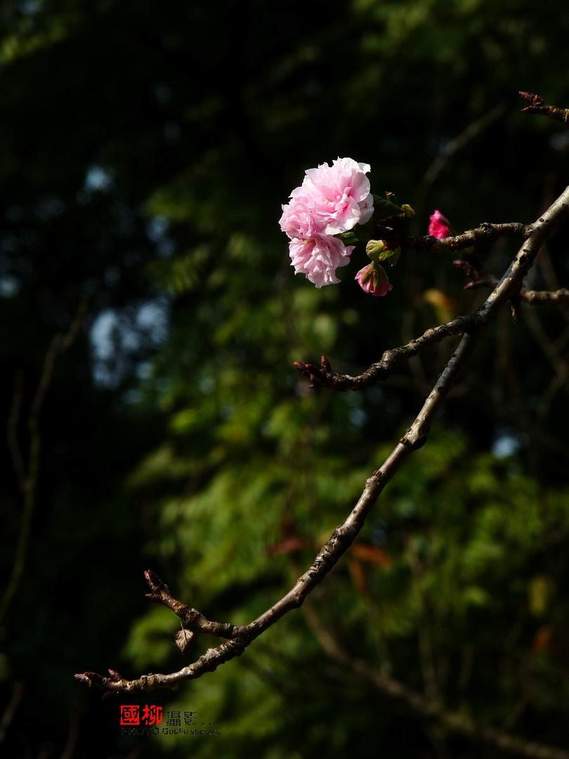 西山公园619 / 作者:与孤独共舞 / 帖子ID:97063