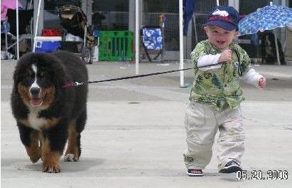 伯恩山犬和孩子们的快乐生活387 / 作者:易水清 / 帖子ID:98714