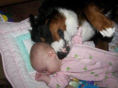 伯恩山犬和孩子们的快乐生活291 / 作者:易水清 / 帖子ID:98714
