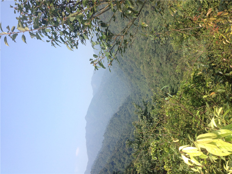 游山玩水--白马垒原始森林463 / 作者:东顺电脑 / 帖子ID:98770