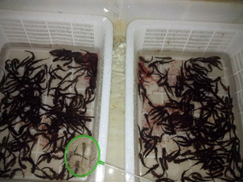 桂林恭城三江古木源大鲵驯养繁育基地2013开口幼苗接受预定631 / 作者:雨楼 / 帖子ID:98900