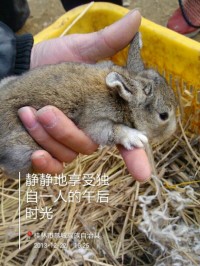 这小兔子可爱不124 / 作者:虚伪鉽谈情 / 帖子ID:99314