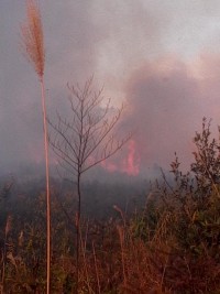 栗木通沙坪走火了800 / 作者:独上孤舟 / 帖子ID:99370