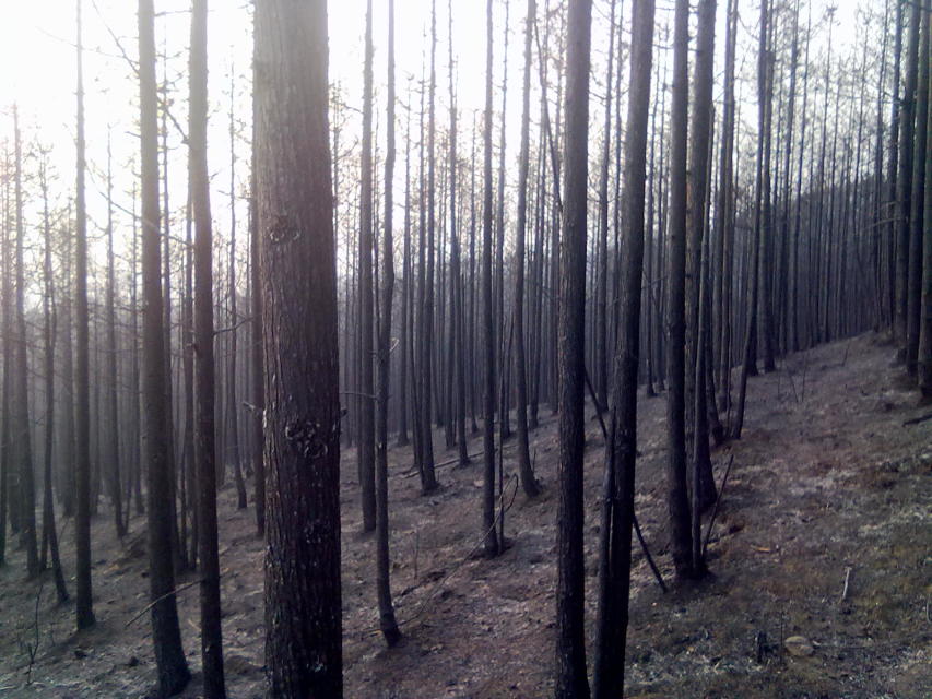 栗木通沙坪走火了594 / 作者:独上孤舟 / 帖子ID:99370