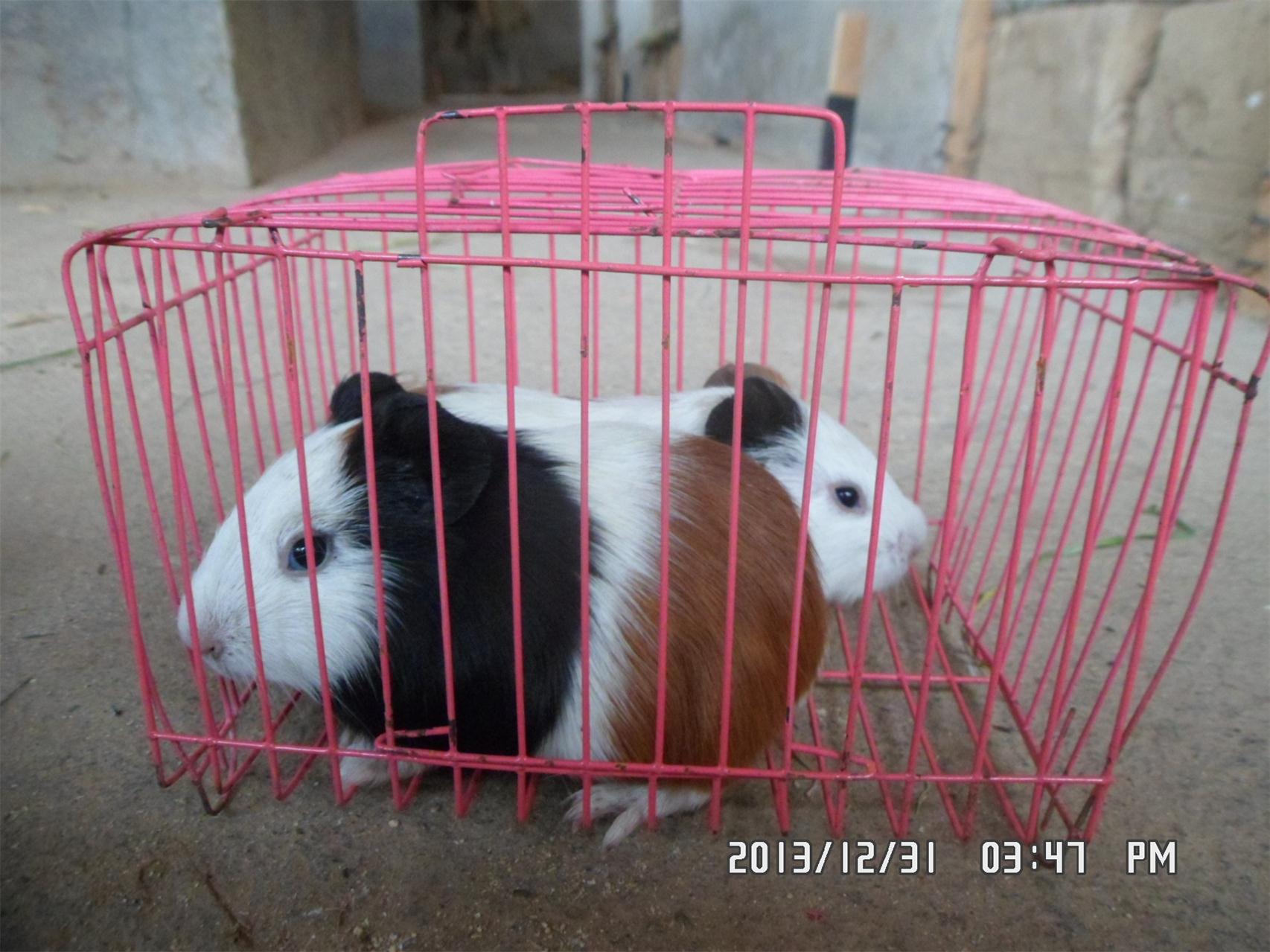 长期出售彩豚（荷兰猪）783 / 作者:坚强的硬汉 / 帖子ID:99473