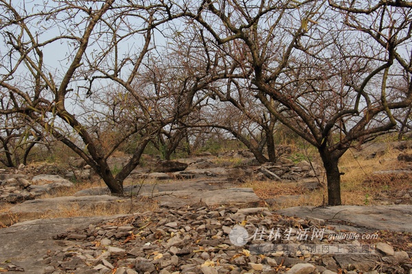 十年回望恭城新农村建设:三个村落的发展状况迥异192 / 作者:狗掰涛 / 帖子ID:99483