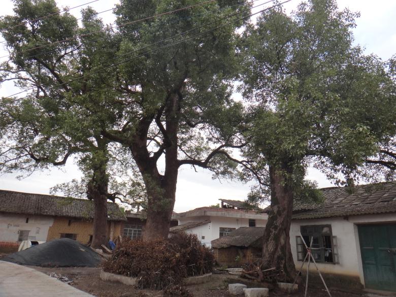 恭城镇古城村：古树缺失“身份证”  缺人怜爱缺人疼286 / 作者:北辰 / 帖子ID:99497