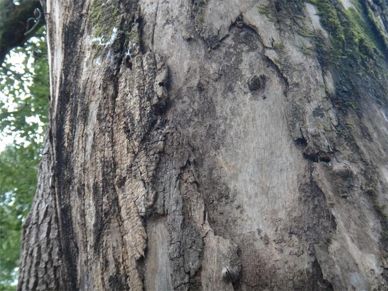 恭城镇古城村：古树缺失“身份证”  缺人怜爱缺人疼187 / 作者:北辰 / 帖子ID:99497