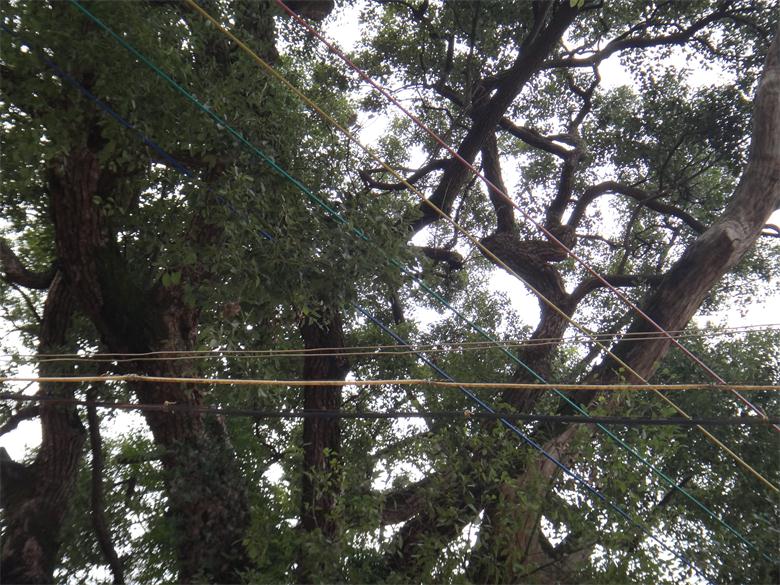 恭城镇古城村：古树缺失“身份证”  缺人怜爱缺人疼510 / 作者:北辰 / 帖子ID:99497