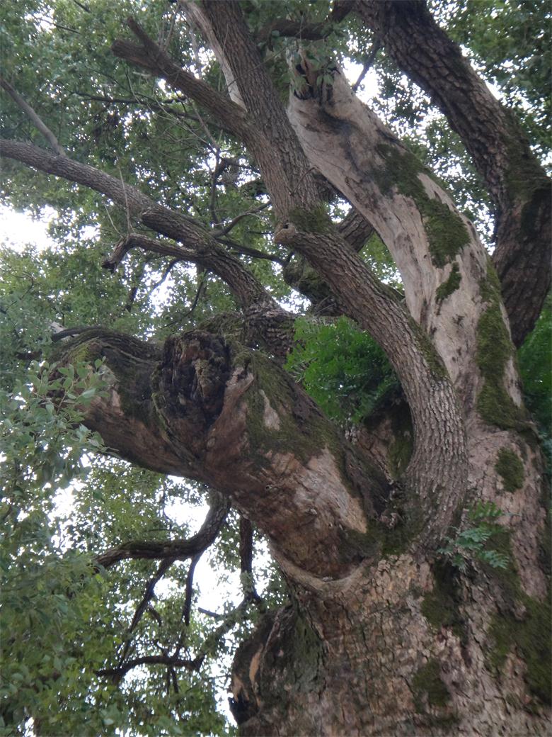 恭城镇古城村：古树缺失“身份证”  缺人怜爱缺人疼787 / 作者:北辰 / 帖子ID:99497