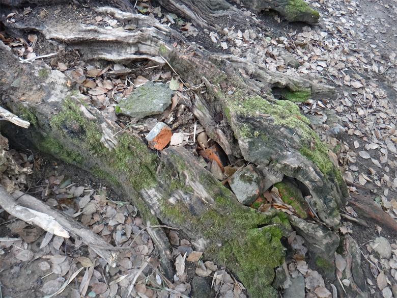 恭城镇古城村：古树缺失“身份证”  缺人怜爱缺人疼43 / 作者:北辰 / 帖子ID:99497