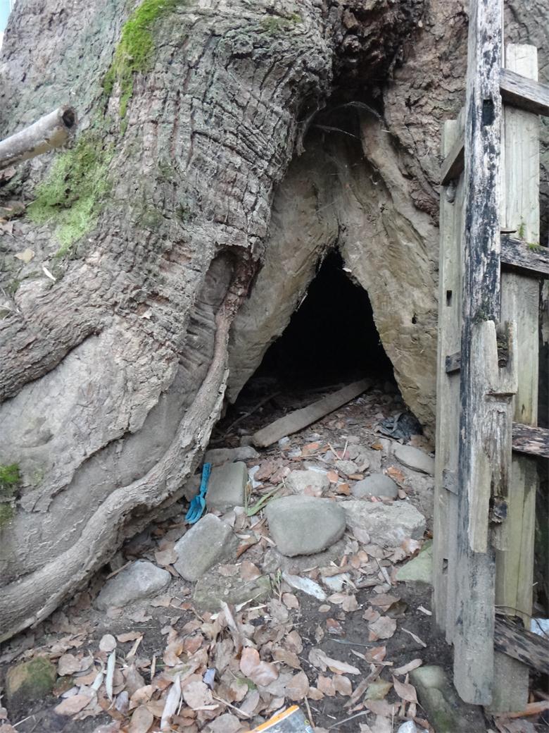 恭城镇古城村：古树缺失“身份证”  缺人怜爱缺人疼260 / 作者:北辰 / 帖子ID:99497