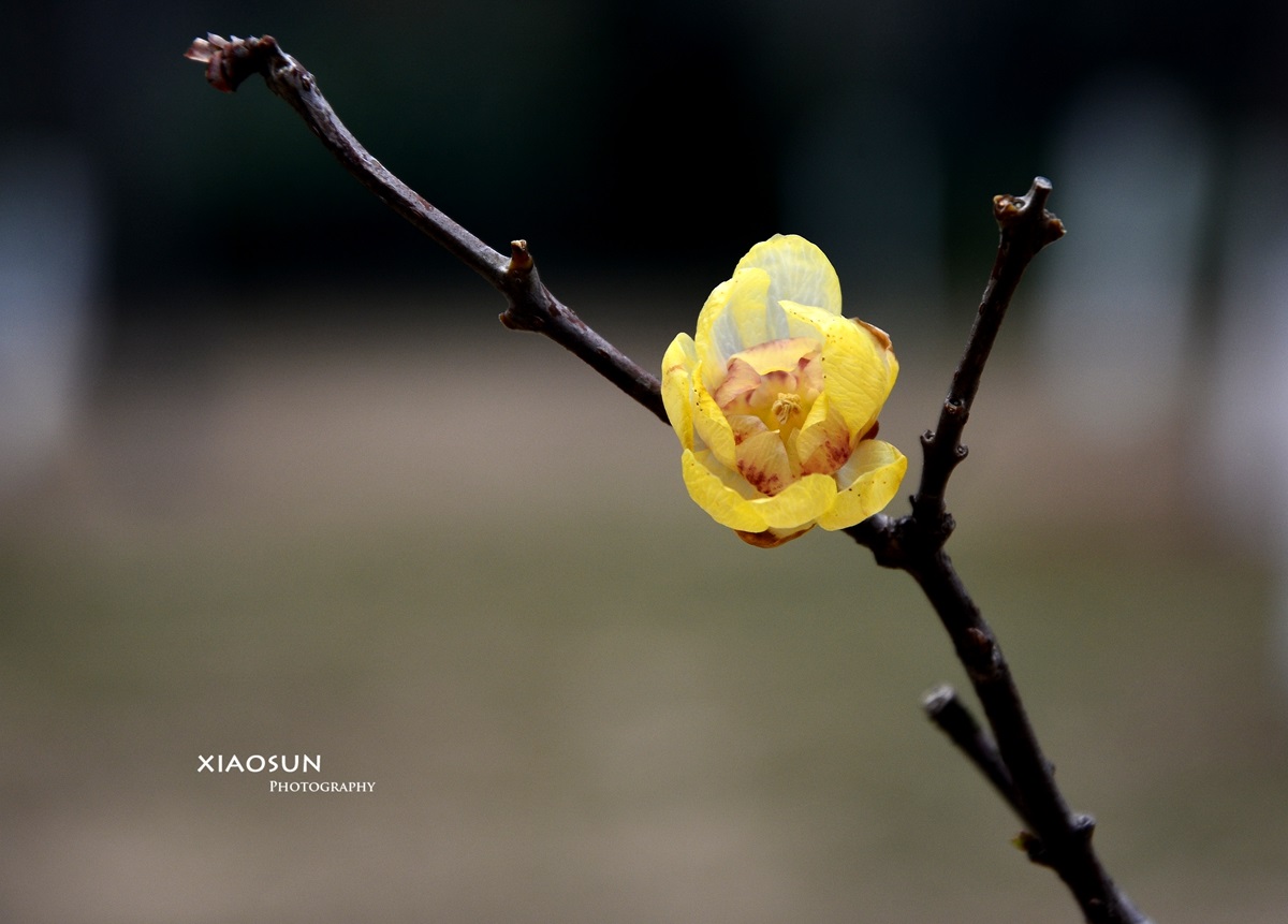 梅花香自苦寒来335 / 作者:与孤独共舞 / 帖子ID:99554