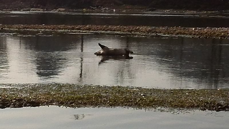 嘉会河里惊现死猪439 / 作者:Fysm / 帖子ID:100013