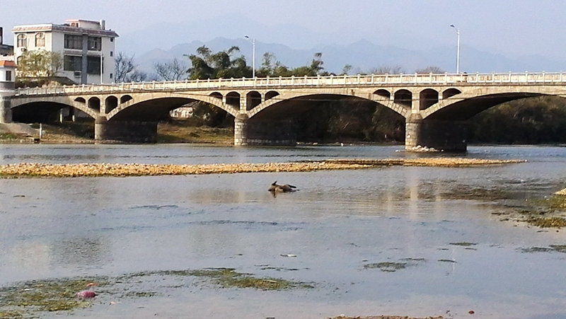 嘉会河里惊现死猪460 / 作者:Fysm / 帖子ID:100013