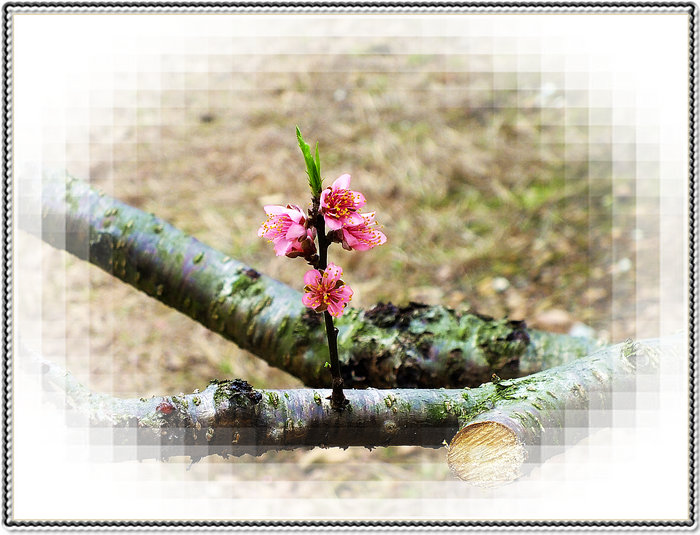 又见桃花开，197 / 作者:好吃再来 / 帖子ID:100091