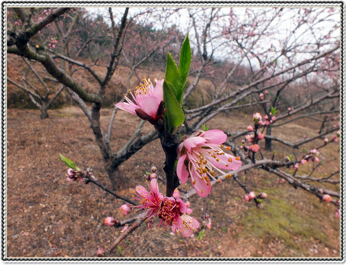 又见桃花开，36 / 作者:好吃再来 / 帖子ID:100091