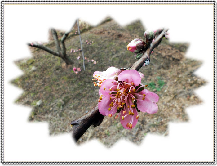 又见桃花开，653 / 作者:好吃再来 / 帖子ID:100091