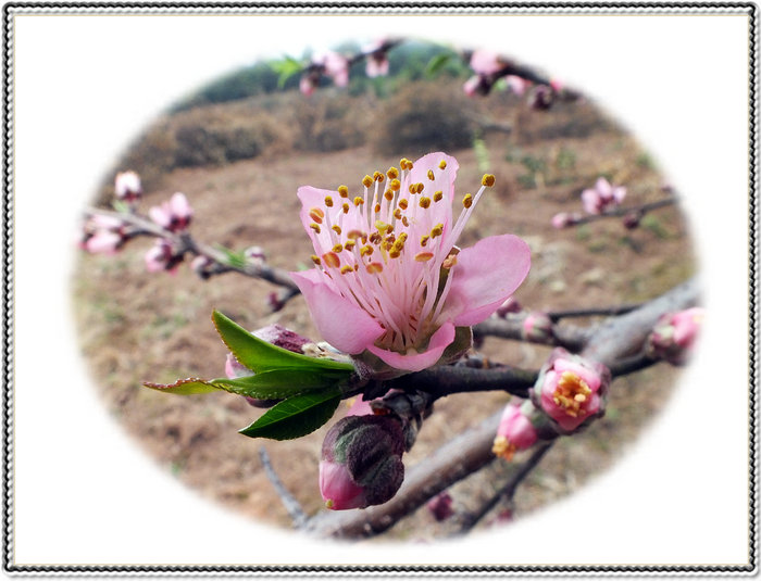 又见桃花开，267 / 作者:好吃再来 / 帖子ID:100091