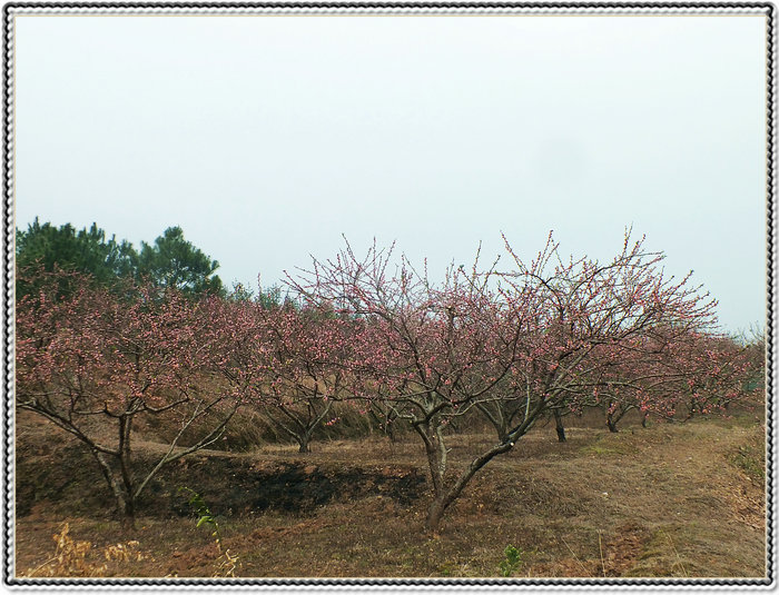 又见桃花开，245 / 作者:好吃再来 / 帖子ID:100091